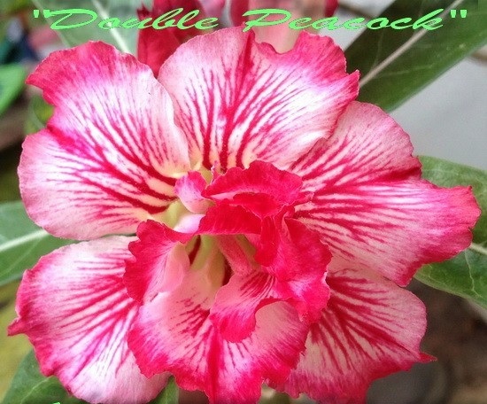 (image for) New Adenium \'Double Peacock\' 5 Seeds